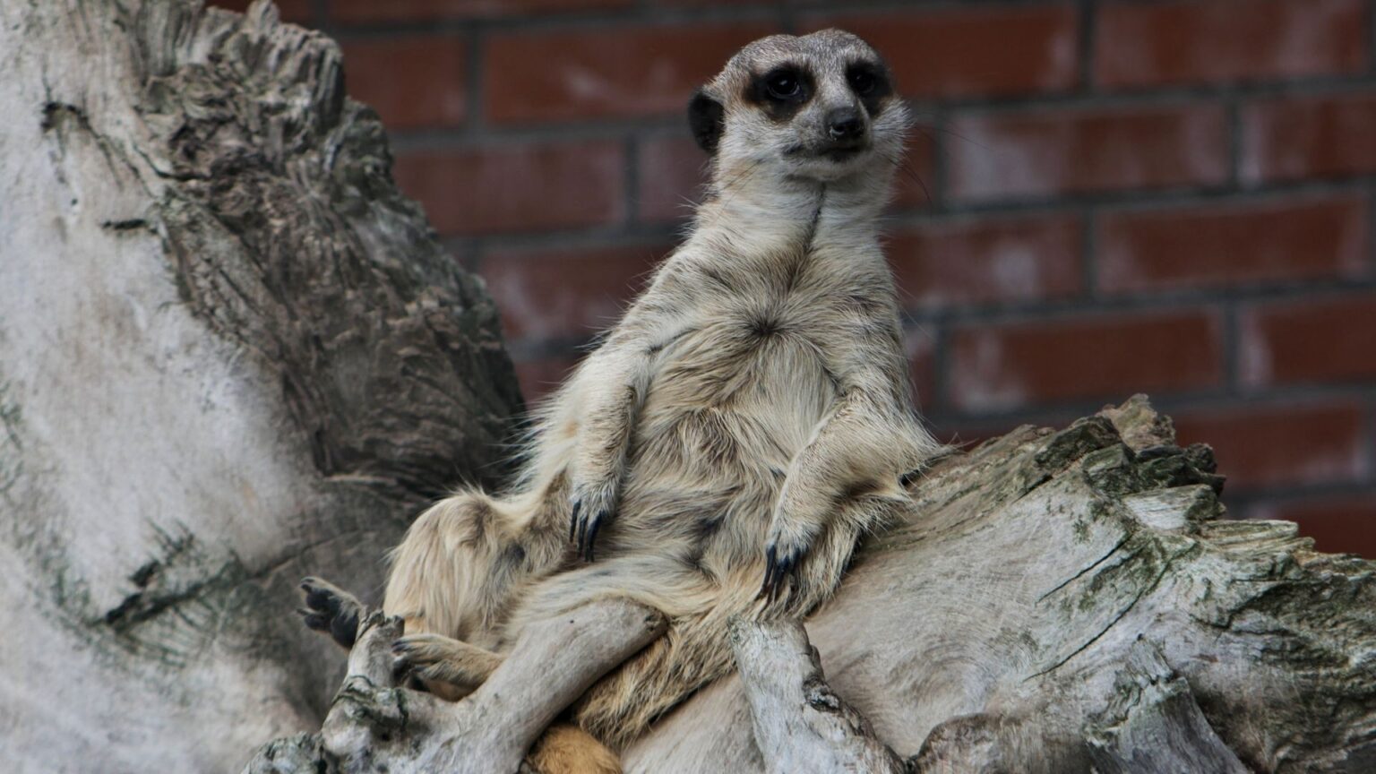 Animals That Look Like Humans Lends Beauty